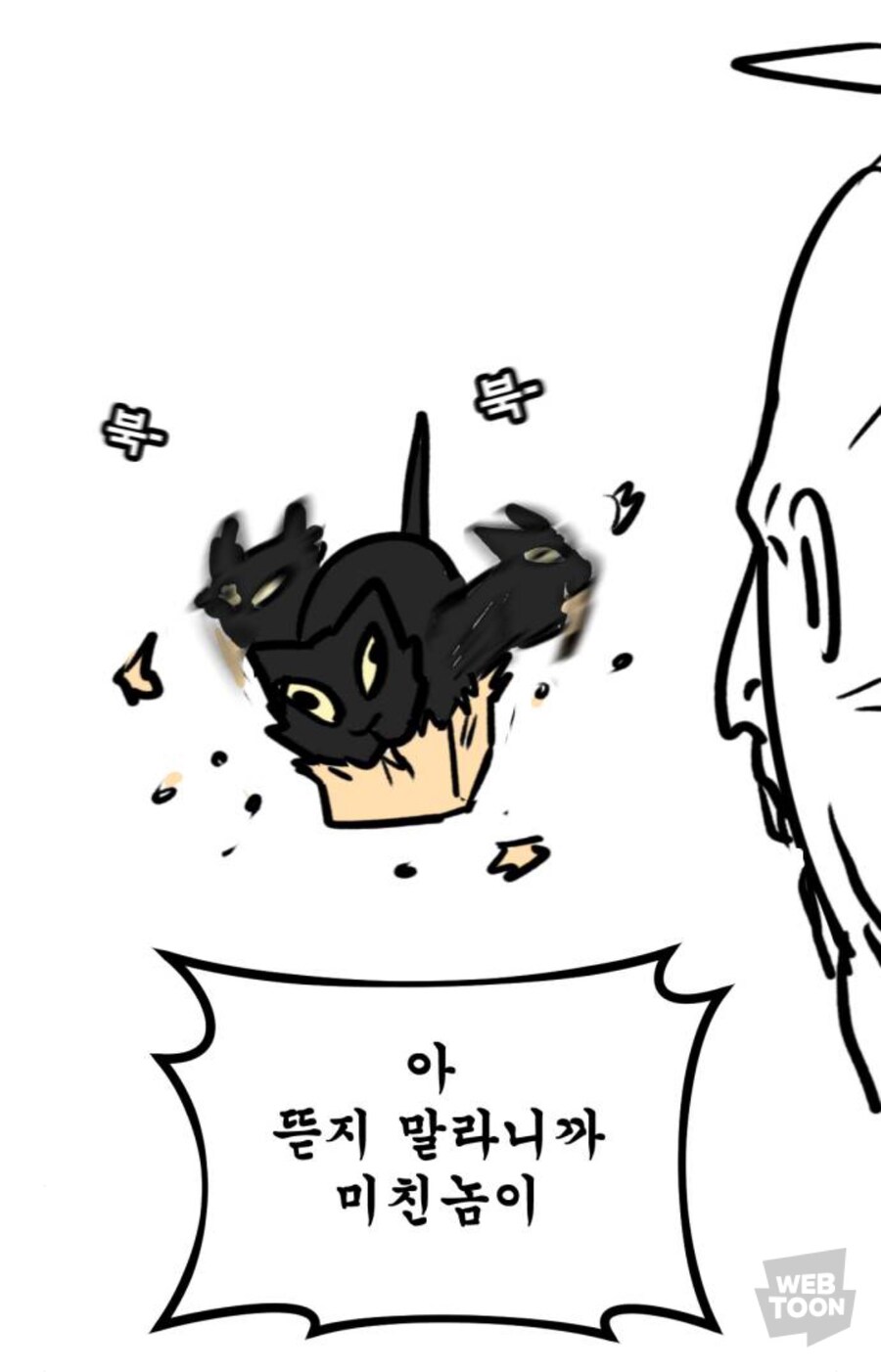 고양이의 행복을 위한 집사의 선택!!!_6.jpg