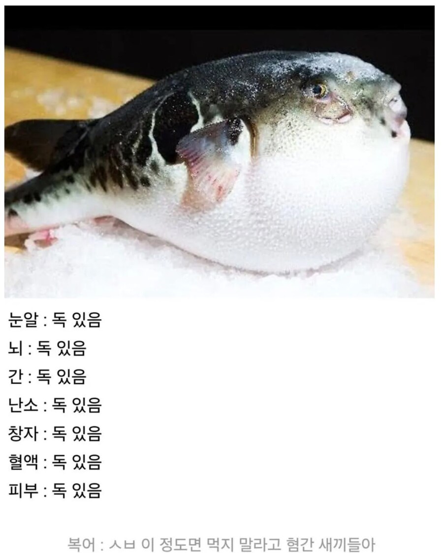 복어:제발 절 먹지 마세요_1.jpg