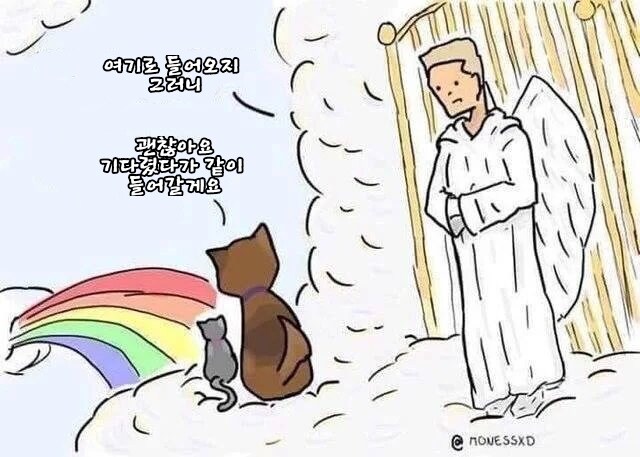 천국에서 주인을 기다리는 고양이_1.jpg