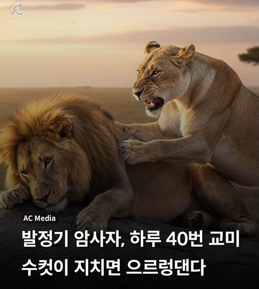잘생긴놈보면 환장한다는 암컷_1.webp
