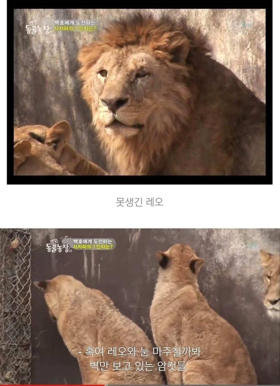 잘생긴놈보면 환장한다는 암컷_2.webp