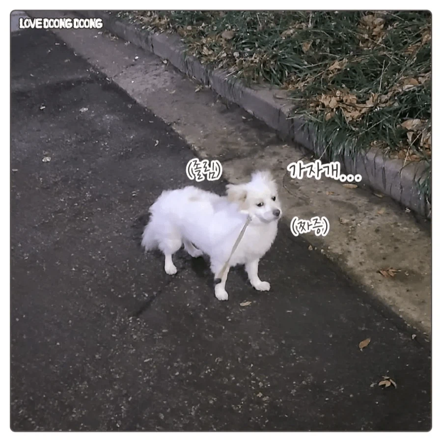 한밤중에 억지로 댕댕이 산책 데려간 만화_7.webp