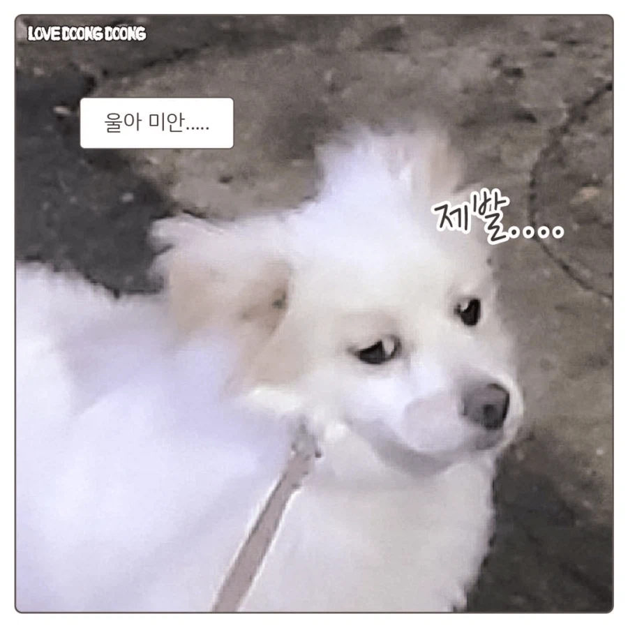 한밤중에 억지로 댕댕이 산책 데려간 만화_8.webp