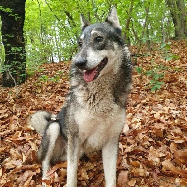 산에서 길잃은 사람을 도와준 유기견.manhwa_9.webp