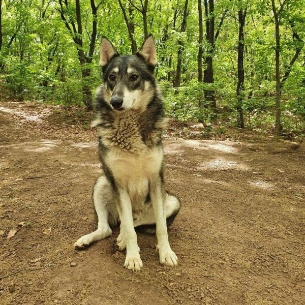 산에서 길잃은 사람을 도와준 유기견.manhwa_12.webp