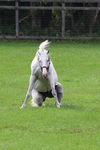 주술회전) 그러니까 이야기 전개가 이렇게 흐른게.._2.webp