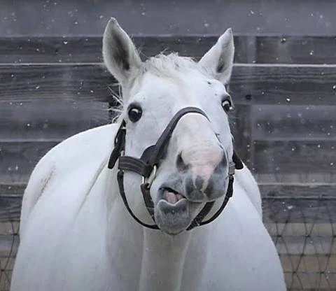주술회전) 그러니까 이야기 전개가 이렇게 흐른게.._4.webp