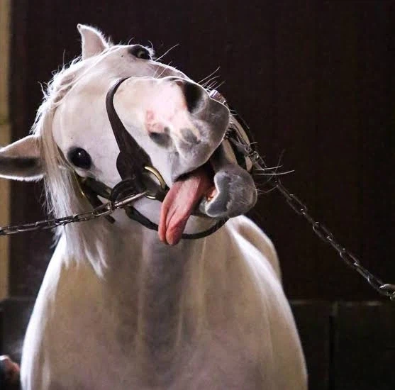 주술회전) 그러니까 이야기 전개가 이렇게 흐른게.._5.webp