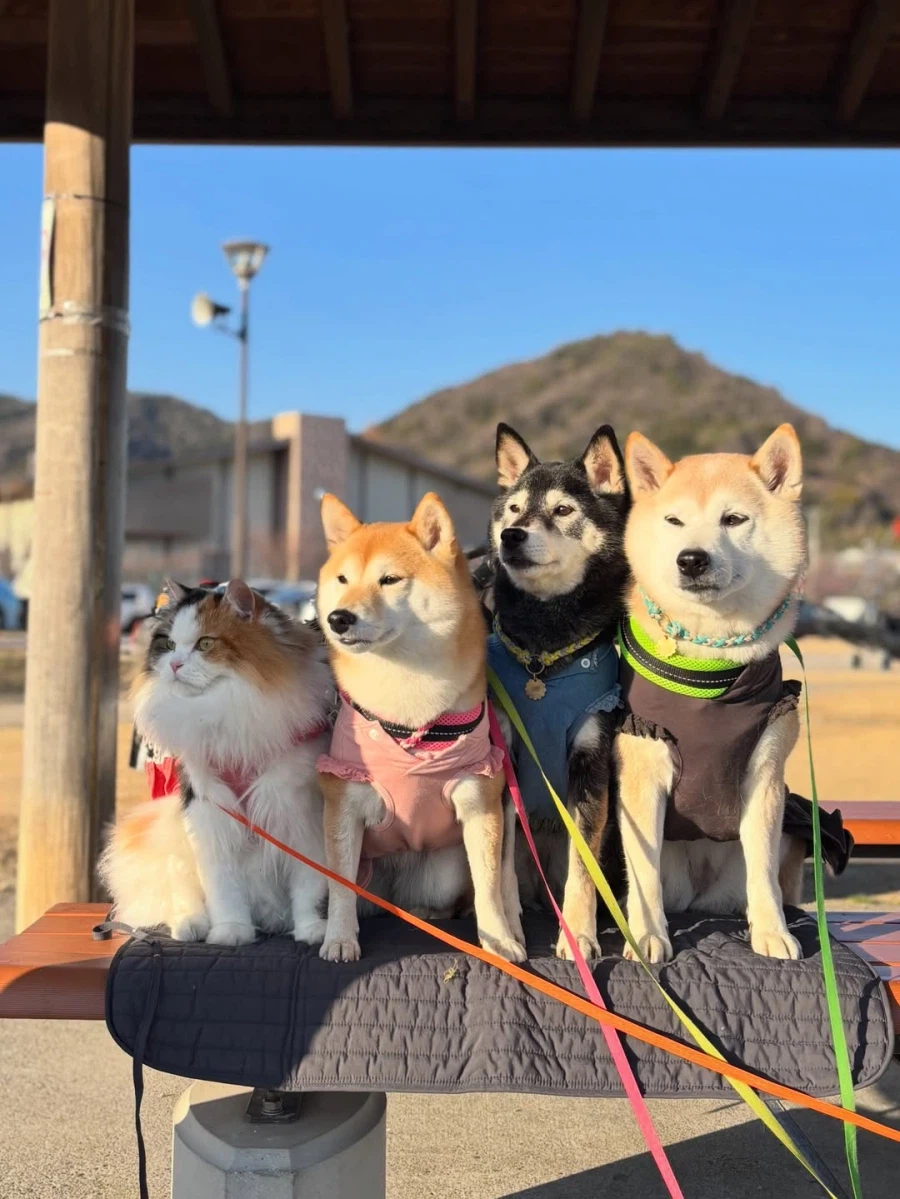 해변에 산책나온 댕댕이들과 냐옹이..._1.webp