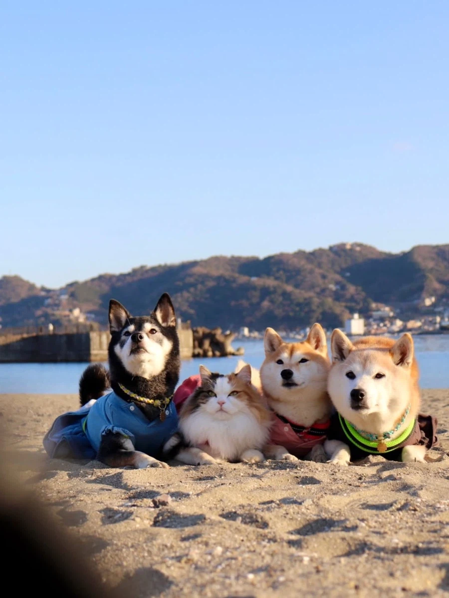 해변에 산책나온 댕댕이들과 냐옹이..._2.webp