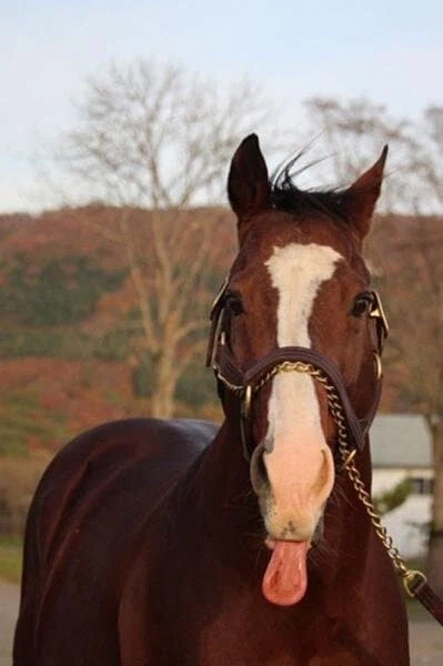 말딸/핫산)돗토상 성분 첨가 도토.manhwa_2.webp