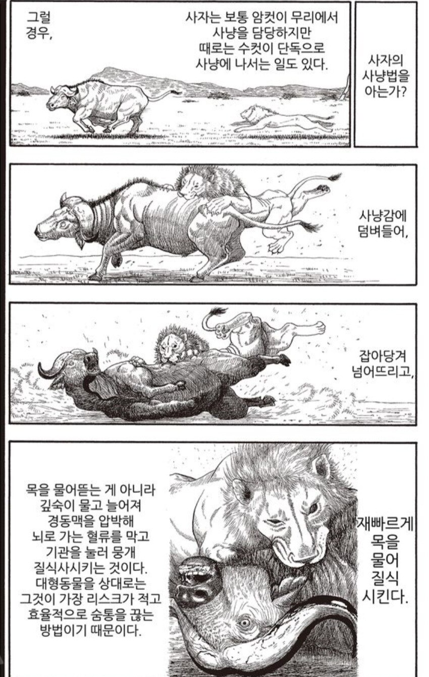 사자에게 인간의 무술이 절대 먹히지 않는 이유.manwha_11.jpg