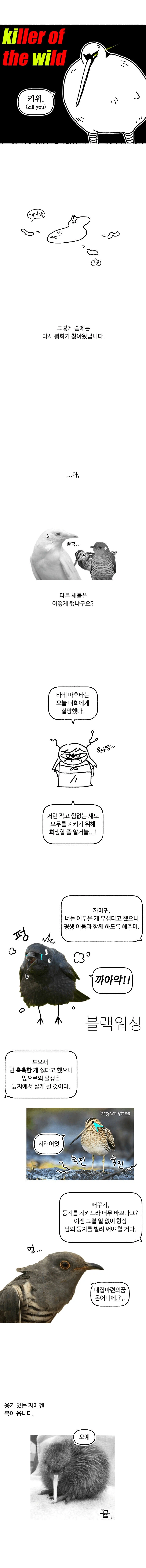 키위새가 날지 못하는 이유에 대한 뉴질랜드 민간설화 만와.manhwa_4.webp