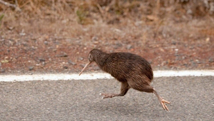 키위새가 날지 못하는 이유에 대한 뉴질랜드 민간설화 만와.manhwa_5.webp