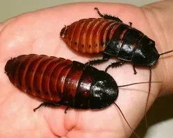 바퀴벌레때문에 고전하는 남자 선생님들.manhwa_7.webp