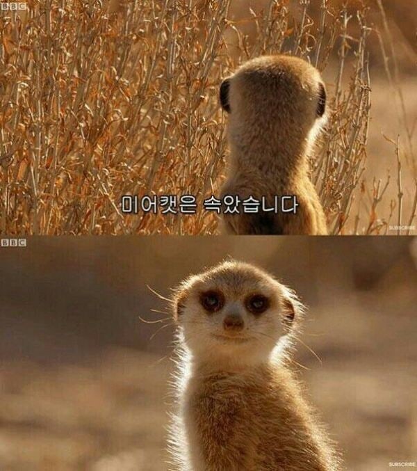 20년째 연중 중인 만화_7.jpg