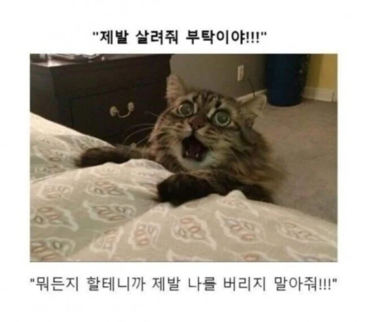 소년만화 클리셰 모음._12.webp