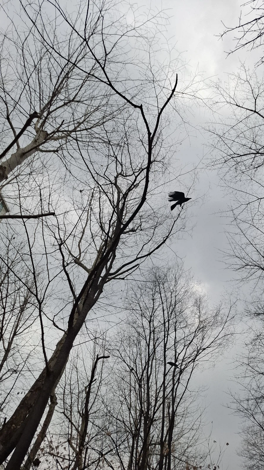 옛날에 꼴렸던 동물_2.webp