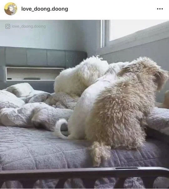 주인 일어나기만 기다리는 강아지 만화.jpg_7.webp