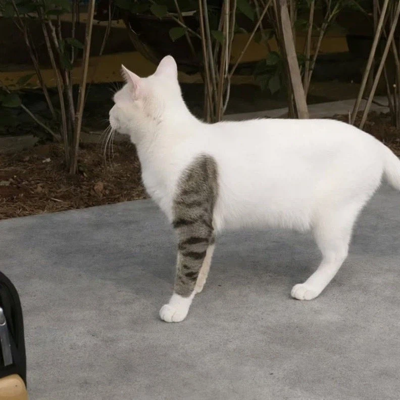 길에서 마주치면 무조건 도망가야 되는 떼걸룩_1.webp