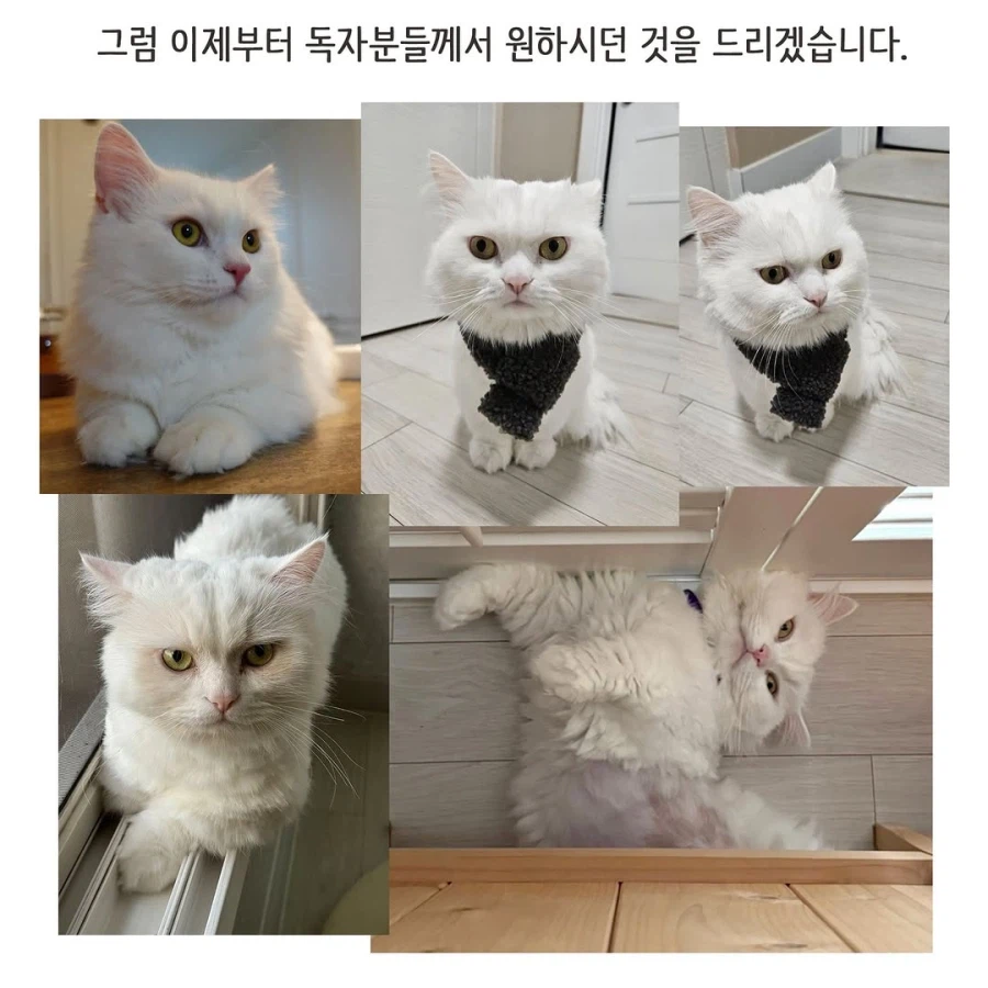 어느 이혼변호사의 고충.manhwa_77.webp