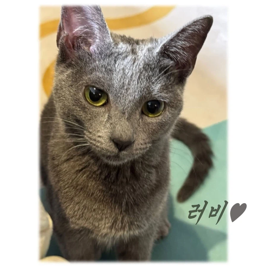 어느 이혼변호사의 고충.manhwa_81.webp