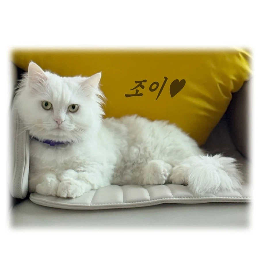 어느 이혼변호사의 고충.manhwa_82.webp