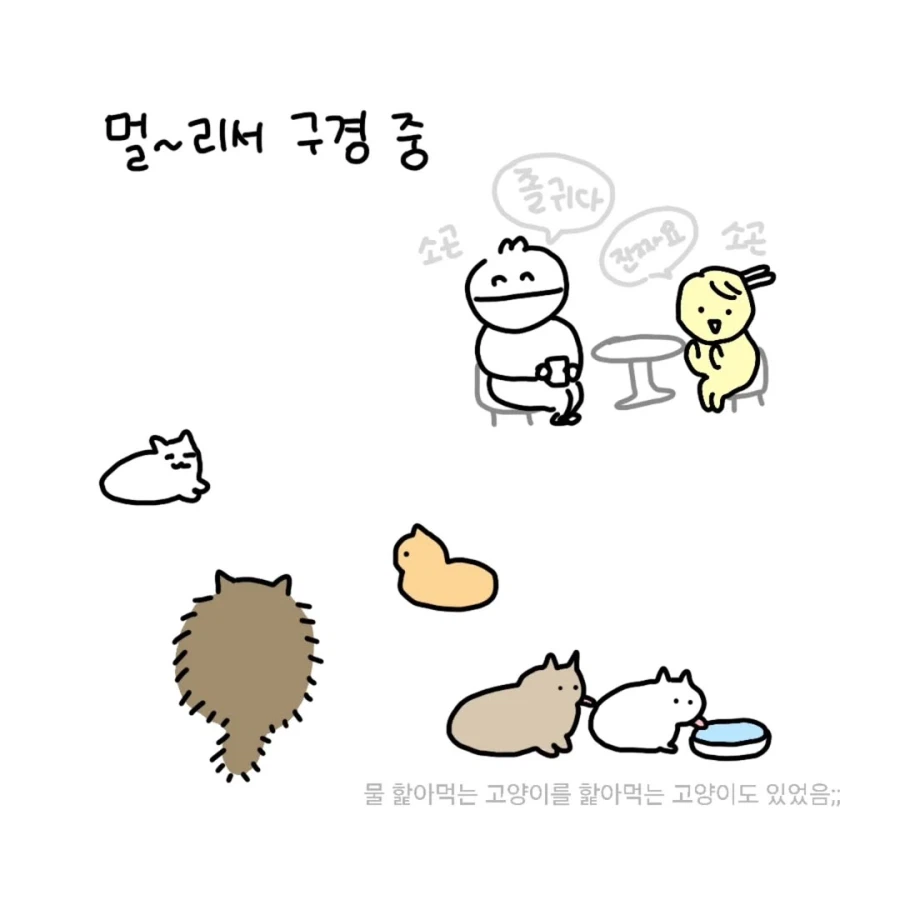 회사 친구랑 고양이 카페에 간 만화.manga_2.webp