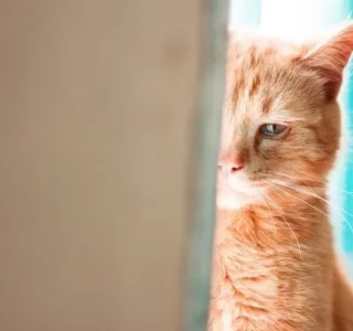 영화 만화를 그리고싶어