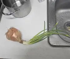 이건 먹으면 안되겠지?