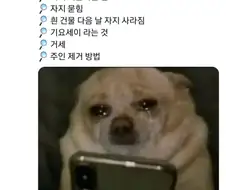 너무나 슬픈 강아지