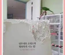 앵무새랑 행복하게 사는법