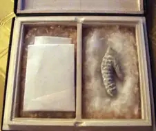 의사가 박제한 나폴레옹 꼬추 본 사람???
