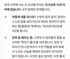 수컷이 없고 암컷만 존재하는 도마뱀