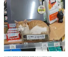 진짜 고양이