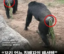 침팬지들의 유행