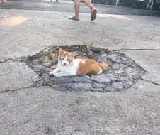 하늘에서 강림한 고양이들