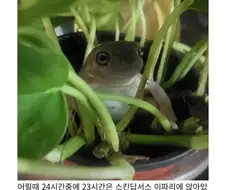 애착이파리 박살나서 우울한 반려개구리