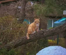 길에서 찍은 고양이 사진 보고 가라