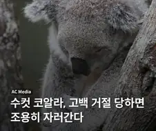수컷 코알라가 암컷에게 차이면 하는 행동.jpg