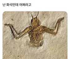 화석인데 어쩌라고