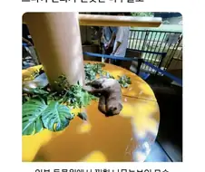 드디어 진화가 된듯한 나무늘보