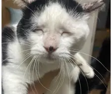 승기한테 지금 몇시냐 물을 것 같은 고양이