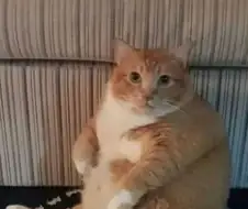 당신의 아내, 님피아 입니다