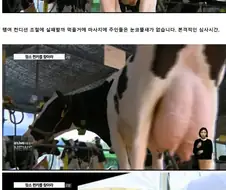 젖소 퀸카를 찾아라