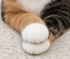 고양이 흰양말 모음...
