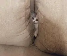 후방주의) 보1지.manga