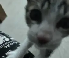 애가 너무 얌전해졌어