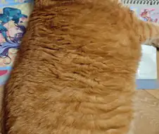 빅 데부캣.jpg