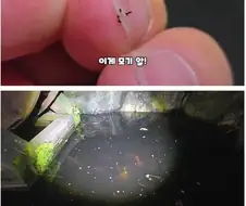 모기 수천만 마리가 태어나는 서식지에 미꾸라지 풀었습니다